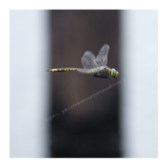 Anax papuensis at Millingandi, NSW - 22 Mar 2017 05:04 AM