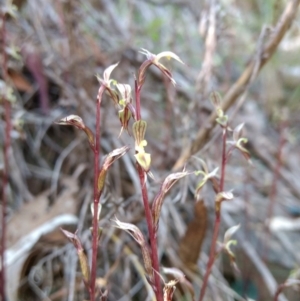 Acianthus exsertus at Acton, ACT - 3 May 2017