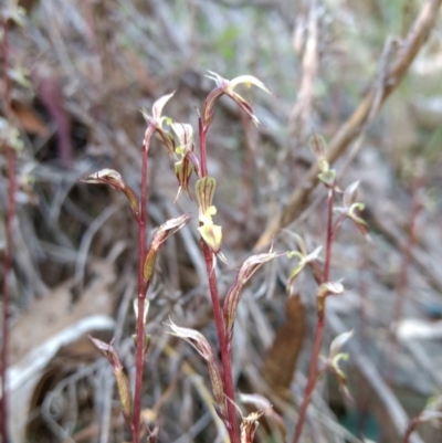 Acianthus exsertus (Large Mosquito Orchid) at ANBG South Annex - 3 May 2017 by MattM