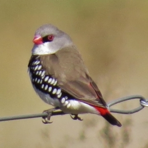 Stagonopleura guttata at Paddys River, ACT - 3 May 2017