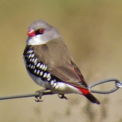 Stagonopleura guttata (Diamond Firetail) at Paddys River, ACT - 3 May 2017 by JohnBundock