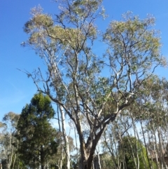 Eucalyptus blakelyi (Blakely's Red Gum) at Little Taylor Grasslands - 28 Apr 2017 by RosemaryRoth