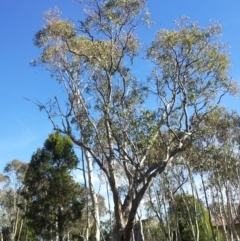 Eucalyptus blakelyi (Blakely's Red Gum) at Kambah, ACT - 28 Apr 2017 by RosemaryRoth