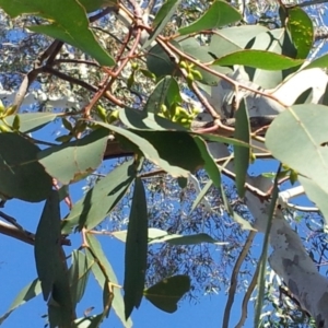 Eucalyptus blakelyi at Kambah, ACT - 28 Apr 2017