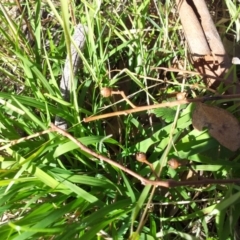 Eucalyptus blakelyi at Little Taylor Grasslands - 28 Apr 2017 02:50 PM