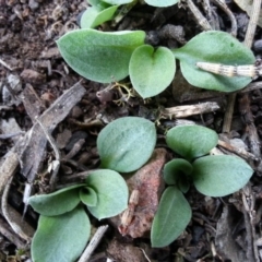 Diplodium truncatum (Little Dumpies, Brittle Greenhood) at Mount Majura - 2 May 2017 by waltraud