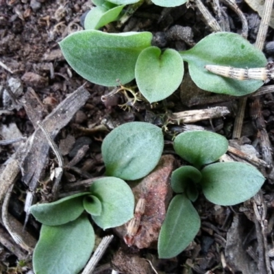 Diplodium truncatum (Little Dumpies, Brittle Greenhood) at Canberra Central, ACT - 2 May 2017 by waltraud