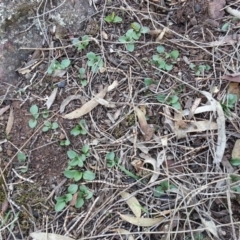 Diplodium truncatum at Canberra Central, ACT - suppressed