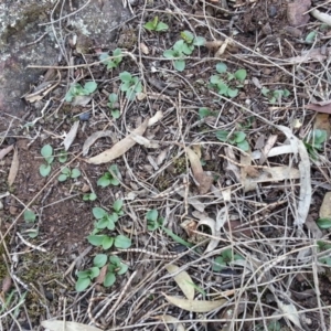 Diplodium truncatum at Canberra Central, ACT - 3 May 2017