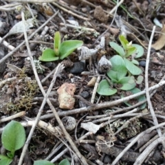 Diplodium truncatum at Canberra Central, ACT - 3 May 2017