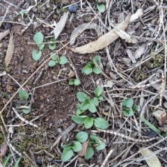 Diplodium truncatum at Canberra Central, ACT - 3 May 2017