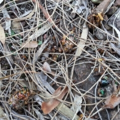 Diplodium truncatum at Canberra Central, ACT - 3 May 2017