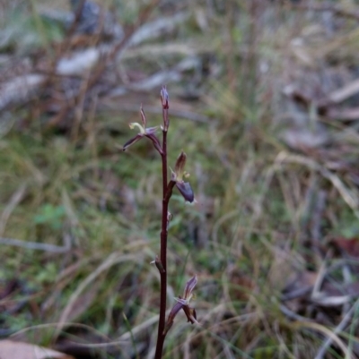 Acianthus exsertus (Large Mosquito Orchid) at Acton, ACT - 3 May 2017 by MattM