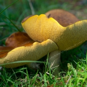 Bolete sp. at Millingandi, NSW - 29 Mar 2017