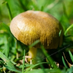 Unverified at suppressed - suppressed