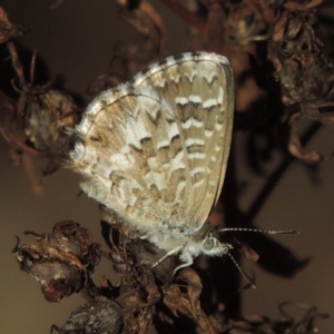 Theclinesthes serpentata at Tennent, ACT - 1 Apr 2017 06:01 PM