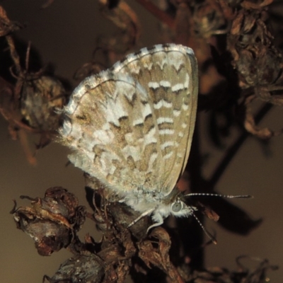 Theclinesthes serpentata (Saltbush Blue) at Gigerline Nature Reserve - 1 Apr 2017 by michaelb