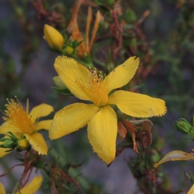 Hypericum perforatum (St John's Wort) at Tennent, ACT - 28 Dec 2016 by MichaelBedingfield