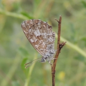 Theclinesthes serpentata at Tennent, ACT - 28 Dec 2016