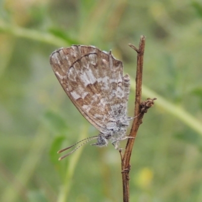 Theclinesthes serpentata (Saltbush Blue) at Tennent, ACT - 28 Dec 2016 by michaelb