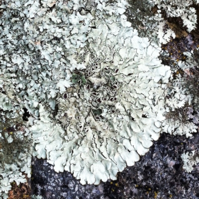 Parmeliaceae (family) (A lichen family) at Hughes Garran Woodland - 1 May 2017 by ruthkerruish