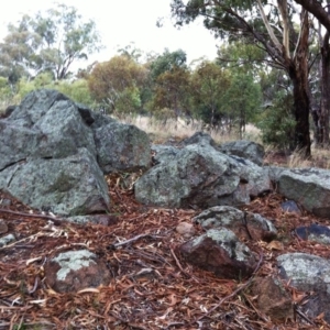 Parmeliaceae (family) at Hughes, ACT - 1 May 2017