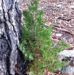 Juniperus communis (Juniper) at Hughes Garran Woodland - 30 Apr 2017 by ruthkerruish