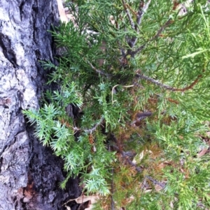 Juniperus communis at Garran, ACT - 1 May 2017 12:00 AM