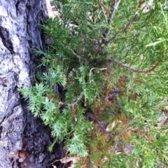Juniperus communis at Garran, ACT - 1 May 2017