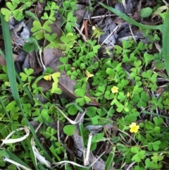 Oxalis sp. (Wood Sorrel) at Garran, ACT - 2 May 2017 by ruthkerruish