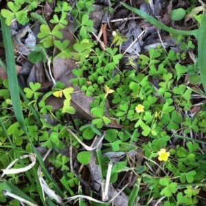 Oxalis sp. at Garran, ACT - 3 May 2017 12:00 AM