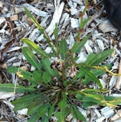 Rumex brownii (Slender Dock) at Red Hill to Yarralumla Creek - 31 Mar 2017 by ruthkerruish