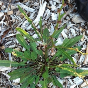 Rumex brownii at Garran, ACT - 1 Apr 2017