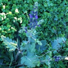 Salvia verbenaca var. verbenaca (Wild Sage) at Hughes, ACT - 4 Apr 2017 by ruthkerruish