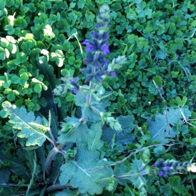 Salvia verbenaca var. verbenaca (Wild Sage) at Hughes, ACT - 3 Apr 2017 by ruthkerruish