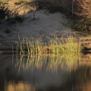 Schoenoplectus tabernaemontani at Tennent, ACT - 1 Apr 2017 06:57 PM