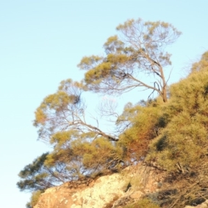 Acacia doratoxylon at Tennent, ACT - 1 Apr 2017