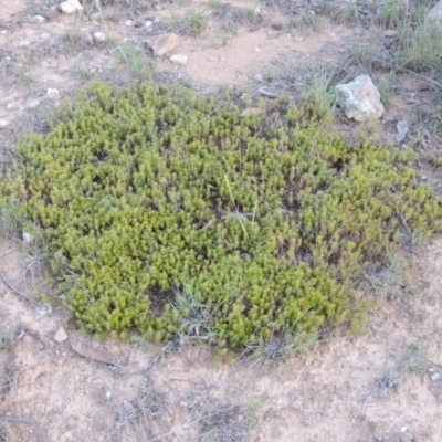 Acrotriche serrulata (Ground-berry) at Gigerline Nature Reserve - 1 Apr 2017 by michaelb