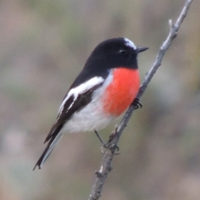 Petroica boodang (Scarlet Robin) at Tennent, ACT - 1 Apr 2017 by MichaelBedingfield