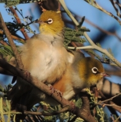 Zosterops lateralis (Silvereye) at Gigerline Nature Reserve - 1 Apr 2017 by michaelb