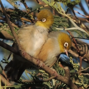 Zosterops lateralis at Tennent, ACT - 1 Apr 2017 06:36 PM