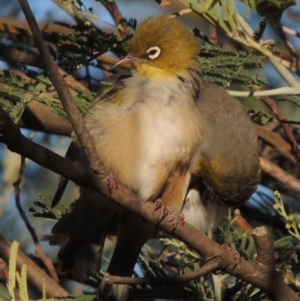 Zosterops lateralis at Tennent, ACT - 1 Apr 2017 06:36 PM