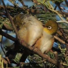 Zosterops lateralis at Tennent, ACT - 1 Apr 2017