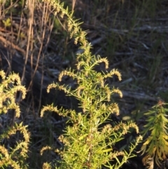 Artemisia verlotiorum (Chinese Mugwort) at Gigerline Nature Reserve - 1 Apr 2017 by michaelb
