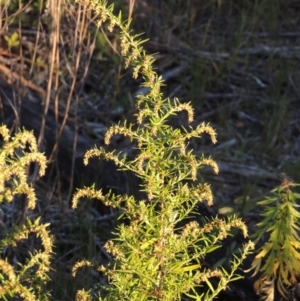 Artemisia verlotiorum at Tharwa, ACT - 1 Apr 2017