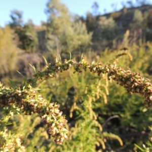 Artemisia verlotiorum at Tharwa, ACT - 1 Apr 2017