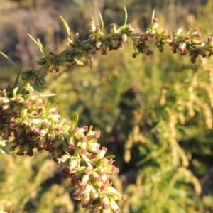 Artemisia verlotiorum at Tharwa, ACT - 1 Apr 2017