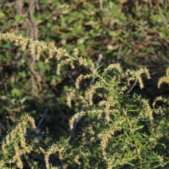 Artemisia verlotiorum at Tharwa, ACT - 1 Apr 2017