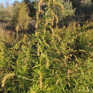 Artemisia verlotiorum at Tharwa, ACT - 1 Apr 2017