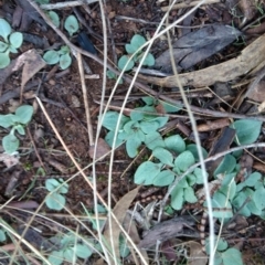 Diplodium sp. (A Greenhood) at Canberra Central, ACT - 4 May 2017 by MattM
